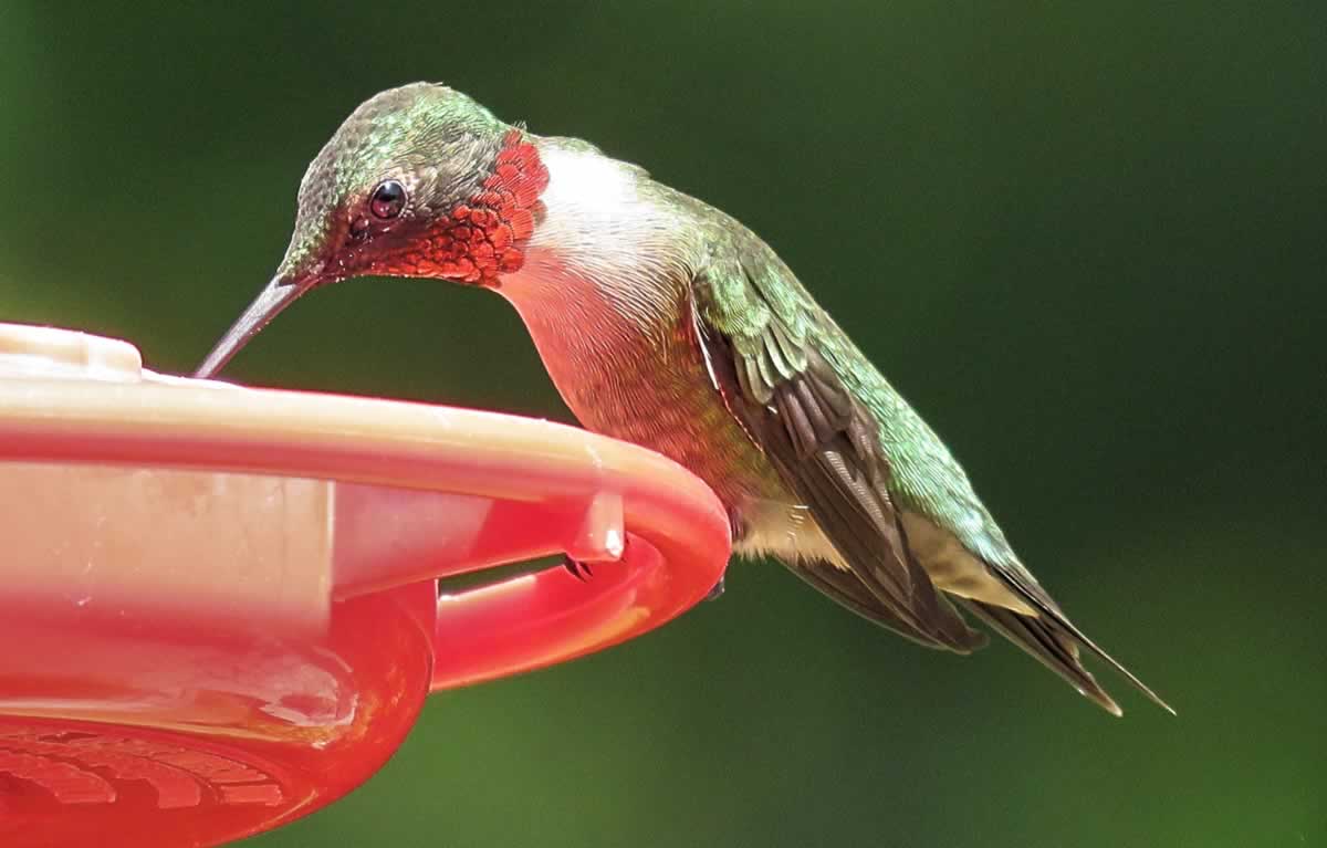 Ruby Throat Hummingbird enjoying a sweet sip of nectar Ruby Throat Hummingbird enjoying a sweet sip of nectar